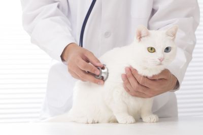 Pet Insurance for Cats