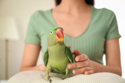 Pet Insurance for Birds